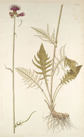 Cirsium rivulare.jpg