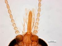 Culicoides actoni PaDIL136243a.jpg