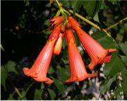 Campsis radicans (L.) Seem. ex Bureau