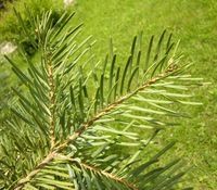 Abies concolor (Gordon) Lindl. ex Hildebr. – Photo: Andrea Moro 2006, Dryades TSB35511.jpg