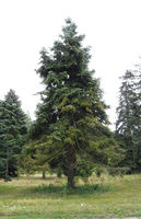 Abies grandis (Douglas ex D. Don) Lindl. – Photo: Andrea Moro 2008, Dryades TSB58406.jpg