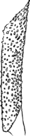 Gymnosporangium Sabinae (Dicks.) Wint. Abb1003b (Gäumann 1959, Rostpilze Mitteleuropas).png