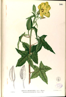 Abelmoschus moschatus Blanco2.245-original.png