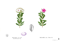 Catharanthus roseus Blanco1.42.png