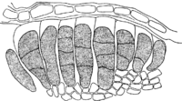 Coleosporium petasitis Lev. Abb0106 (Gäumann 1959, Rostpilze Mitteleuropas).png