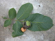 Juglans regia L.