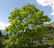 Catalpa bignonioides Walter