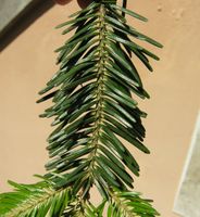 Abies alba Mill. – Photo: Andrea Moro 2007, Dryades TSB46105.jpg