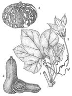 Linedrawing Cucurbita moschata.gif