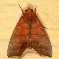 Anomis privata BugGuide133634.jpg