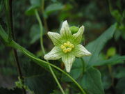 Bryonia dioica JuliaKruse 1.jpg