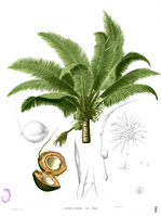 Cocos nucifera Blanco2.364.png