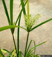 Cyperus esculentus IPM5139007.jpg