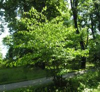 Acer carpinifolium Siebold & Zucc. – Photo: Andrea Moro 2007, Dryades TSB45403.jpg