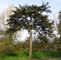 Abies homolepis Siebold & Zucc. – Photo: Andrea Moro 2009, Dryades TSB63562.jpg