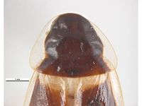 Supella longipalpa PaDIL136548a.jpg