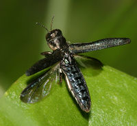 Agrilus bilineatus BugGuide22179.jpg