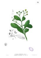 Avicennia officinalis Blanco1.73.jpg