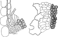 Caeoma cernuae Lindf. Abb0151 (Gäumann 1959, Rostpilze Mitteleuropas).png
