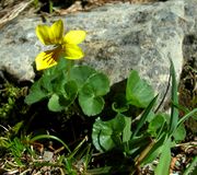 Viola biflora L.