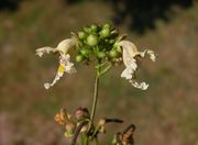 Catalpa bignonioides Walter