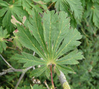 Acer japonicum Thunb. – Photo: Andrea Moro 2008, Dryades TSB58162.jpg