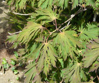 Acer japonicum Thunb. – Photo: Andrea Moro 2008, Dryades TSB58164.jpg