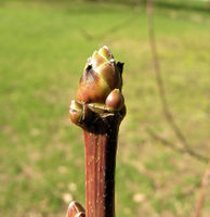 Acer macrophyllum Pursh – Photo: Andrea Moro 2009, Dryades TSB61865.jpg