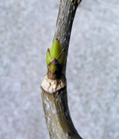 Acer pseudoplatanus L. – Photo: Andrea Moro, Dryades TSB63222.jpg