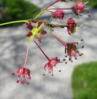 Acer palmatum Thunb. – Photo: Andrea Moro 2009, Dryades TSB64048.jpg