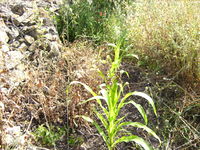 Herbicide effect100710.JPG