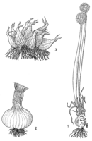 Linedrawing Allium cepa.gif