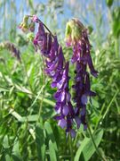 20130528Vicia villosa.jpg