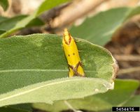 Agapeta zoegana IPM5454476.jpg