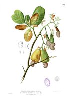 Anacardium occidentalis Blanco1.116.jpg