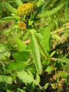 Bidens radiata JuliaKruse 3.jpg