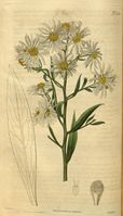 Boltonia asteroides.jpg