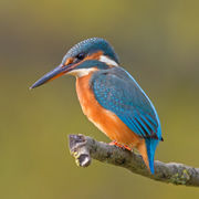 Common Kingfisher Alcedo atthis.jpg