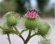 Arctium minus