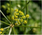 Inflorescence of Pastinaca sativa L. subsp. sativa (photo Andrea Moro 2005)