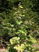 Arctium minus