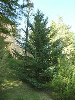 Abies pinsapo Boiss. – Photo: Andrea Moro 2007, Dryades TSB40139.jpg