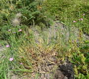 Dianthus deltoides subsp. deltoides L.