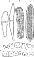 Gymnosporangium clavariaeforme (Jacq.) DC. Abb0999 (Gäumann 1959, Rostpilze Mitteleuropas).png