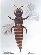 Haplothrips froggatti PaDIL.jpg