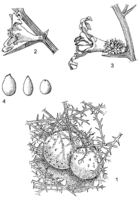 Linedrawing Acanthosicyos horridus.gif