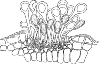 Melampsora galanthi-fragilis Kleb. Abb0139 (Gäumann 1959, Rostpilze Mitteleuropas).png
