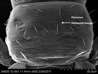 Scirtothrips dorsalis pronotum.jpg