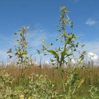 BEQ PS Atriplex pedunculata.jpg