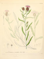 Centaurea microptilon.jpg